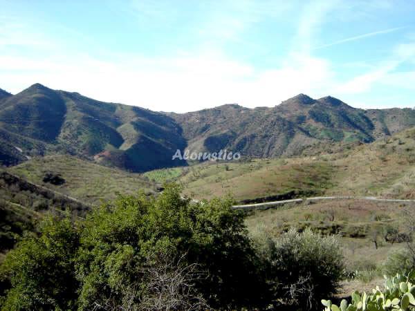 Casa rural CASAS RURALES LA HUERTA-LA YEGÜERIZA PLANTA BAJA en CAMPANILLAS, MALAGA - AloRústico