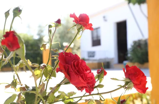 HUERTA LA LAPA en CAÑETE LA REAL — miniatura 29