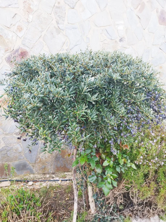CASA VISTA BELLA en RONDA — miniatura 15