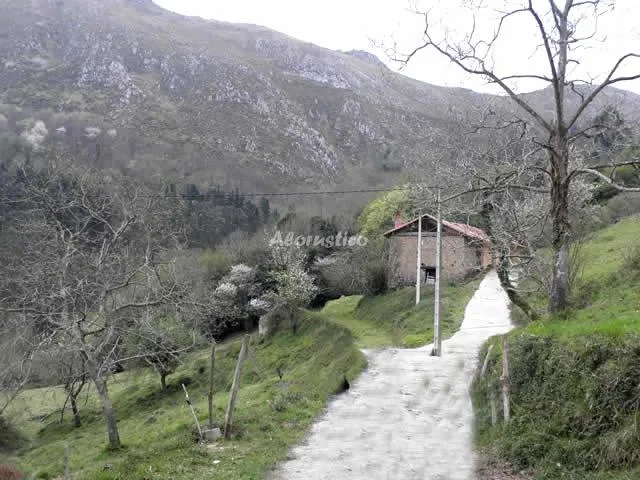 EL CASTAÑEU en ARRIONDAS — miniatura 6