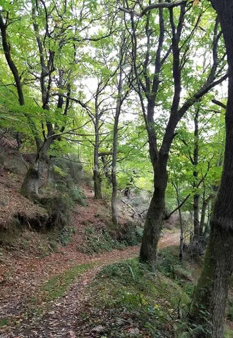 APTOS RURALES VEREDAS - APTO LA MADRIGUERA en SANTA EULALIA DE OSCOS — foto 3