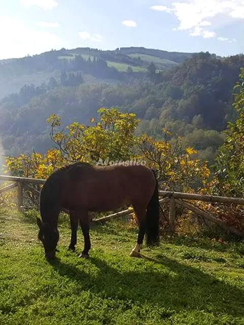 APTOS RURALES VEREDAS - APTO EL ALPENDRE en SANTA EULALIA DE OSCOS — miniatura 8