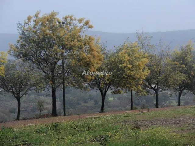 APTOS RURALES LA VARSE-APTO DE LA LUZ en LA CODOSERA — miniatura 13