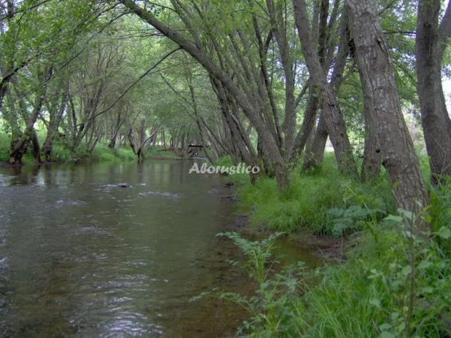 APTOS RURALES LA VARSE-APTO DE LA LUZ en LA CODOSERA — miniatura 21