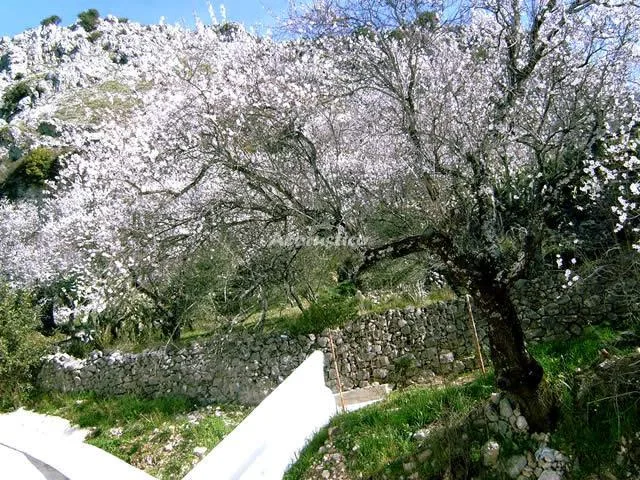 ALOJAMIENTO LOS ALMENDROS 1 en BENAOCAZ — miniatura 5