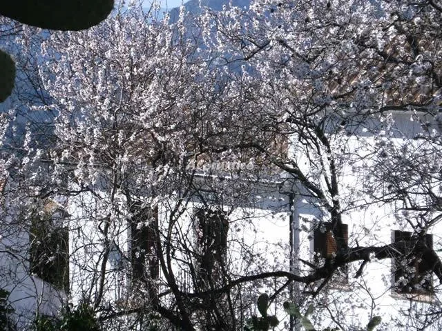 ALOJAMIENTO LOS ALMENDROS 1 en BENAOCAZ — miniatura 10