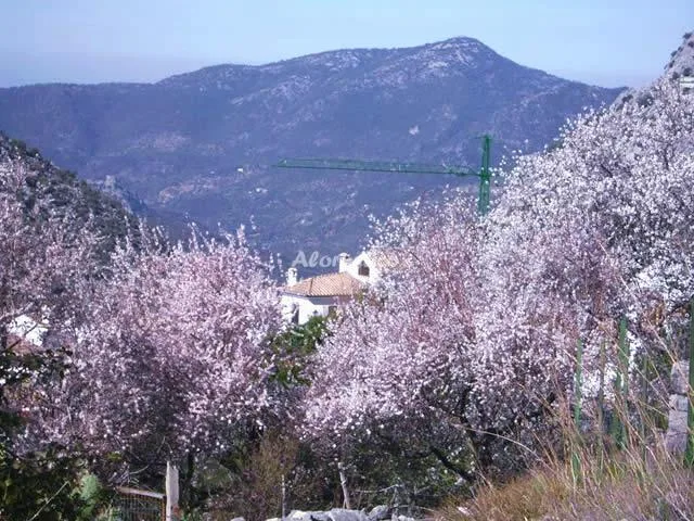 ALOJAMIENTO LOS ALMENDROS 1 en BENAOCAZ — miniatura 15