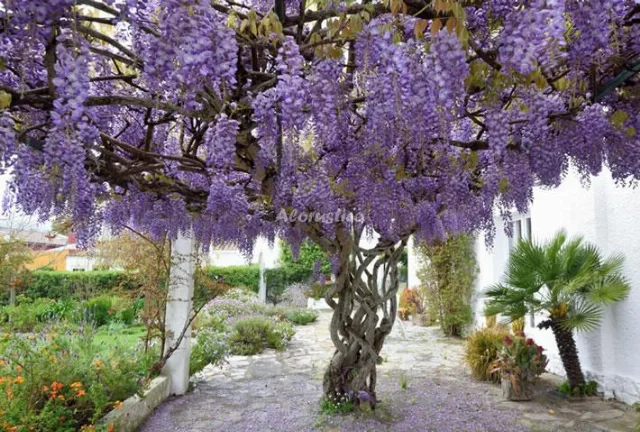 Finca El Bornizo en TARIFA — miniatura 13