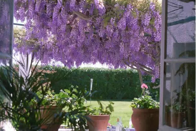 Finca El Bornizo en TARIFA — miniatura 6