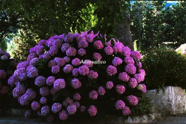 Finca El Bornizo en TARIFA — miniatura 18