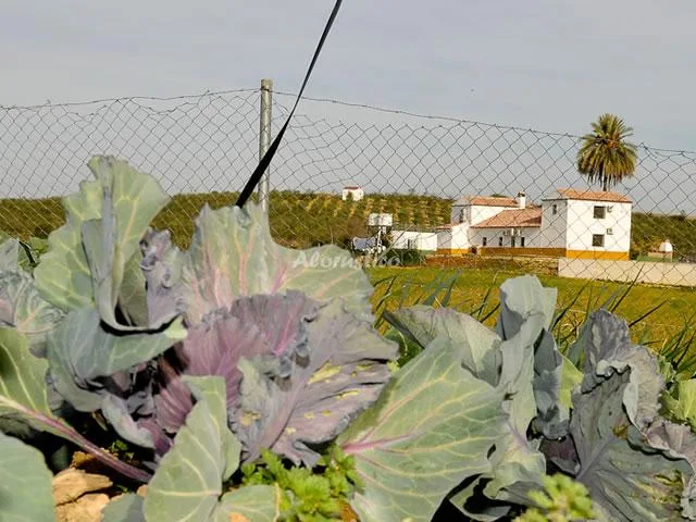 CASA RURAL LA SALUD en POSADAS — miniatura 19