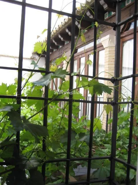 CASA HONDA en SANTAELLA — miniatura 23