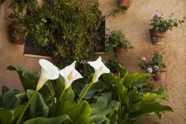 Casa rural el Simarro en EL SIMARRO — miniatura 21