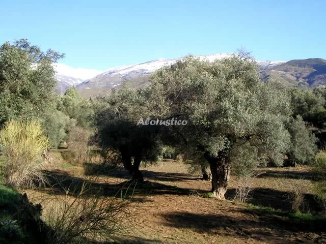 CORTIJO PUGA en ÓRGIVA — miniatura 15