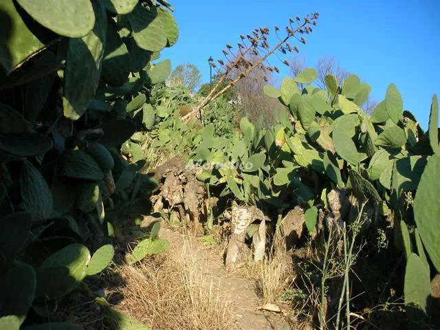 CASITA EL PATIO en MONACHIL — miniatura 14