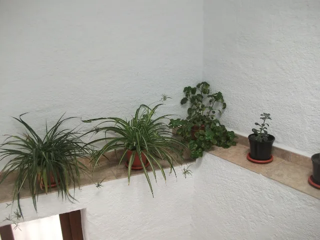 CASA CANALES ARRIBA en CÁDIAR — miniatura 15