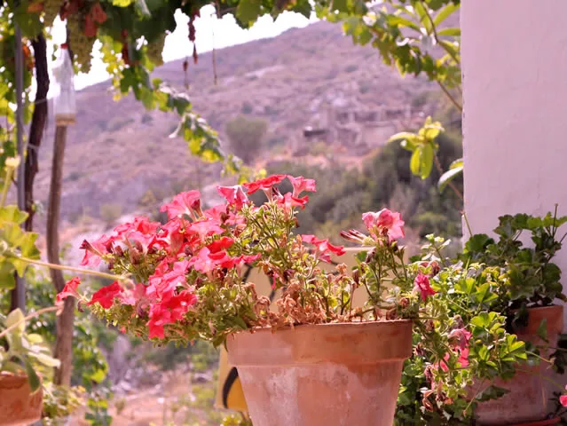 FINCA CORTIJO TEJA en ALBUÑOL — miniatura 11