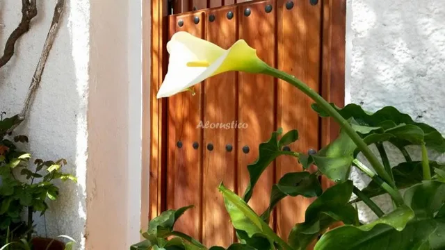 CASA LÚJAR en LUJAR — miniatura 9