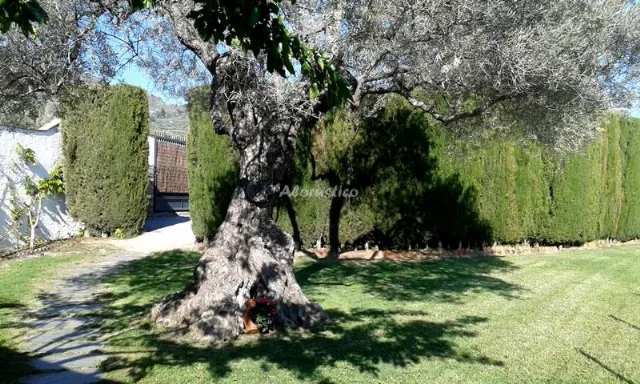 ALOJAMIENTO LOS OLIVOS en ÓRGIVA — miniatura 20