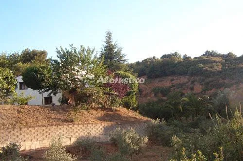 LAS PALMERAS en CONCHAR — foto 2