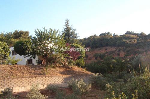 LAS PALMERAS en CONCHAR — foto 2