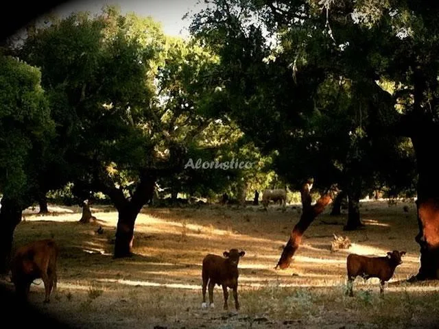 Casa de Campo El Olivo en CALA — miniatura 19