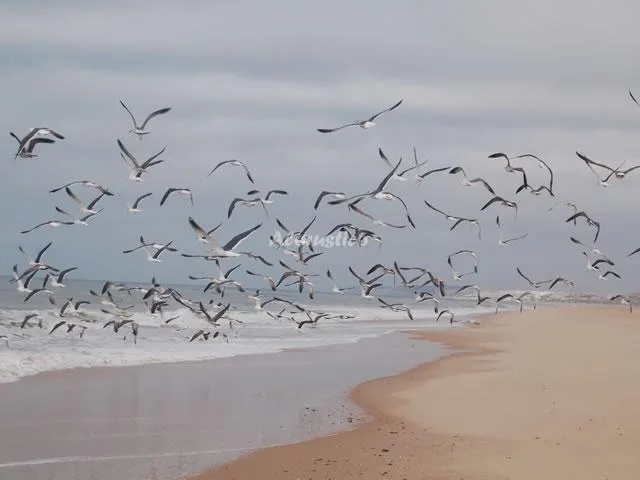FARO DEL SUR-APTO ARRIBA 1 en ISLA CRISTINA — miniatura 5
