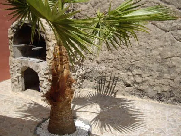 CASA VALENTINO en ADEJE — miniatura 18