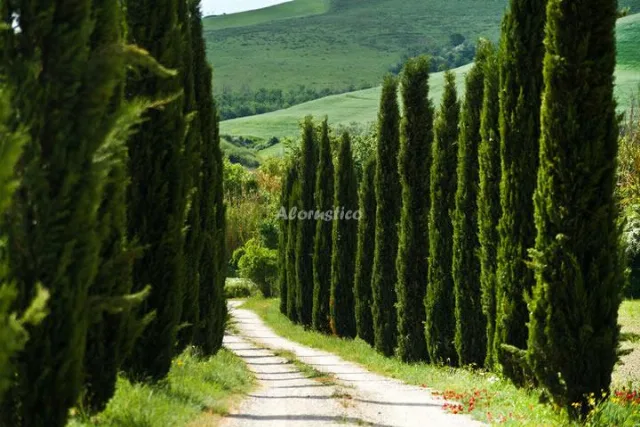 PODERE CAMPAINI - EDERA (PLANTA BAJA) en VOLTERRA — miniatura 6