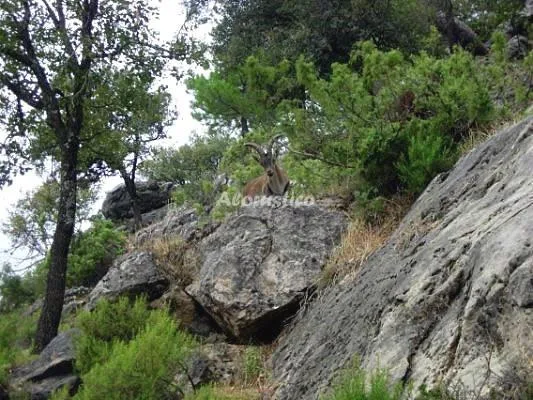 Alojamiento turístico CORTIJO EL PINO en CHILLUÉVAR · JAÉN