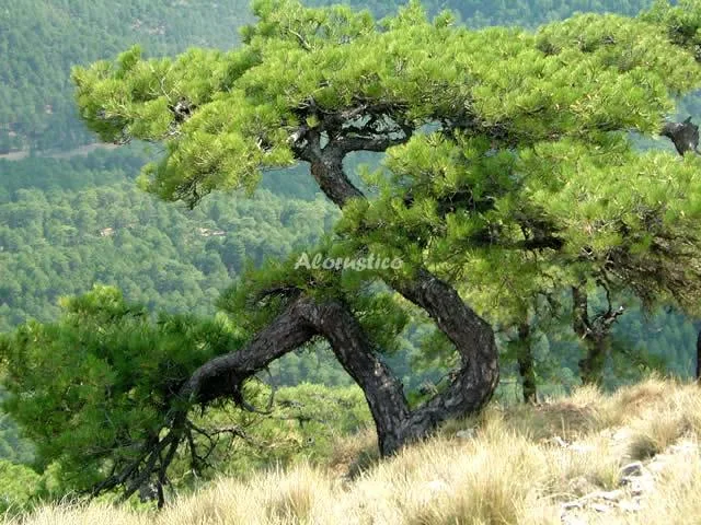 LOS HUERTOS DE SEGURA-APARTAMENTO STANDAR en SEGURA DE LA SIERRA — miniatura 18