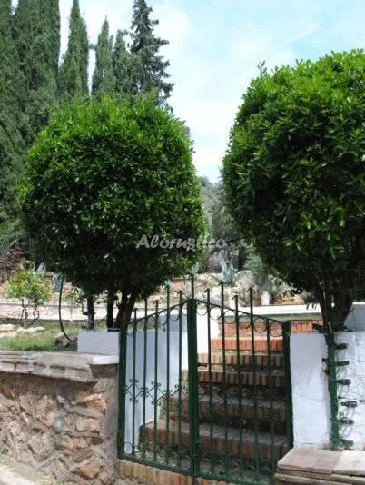 VTAR HERNANDO en VILLANUEVA DEL ARZOBISPO — miniatura 9