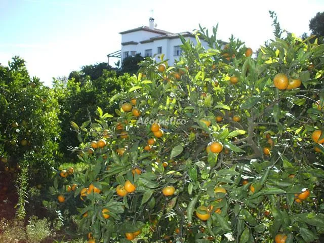 CASA RIBERA VELERIN en ESTEPONA — miniatura 14