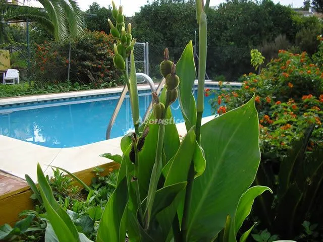 CASA CAÑAMERO en COÍN — miniatura 21
