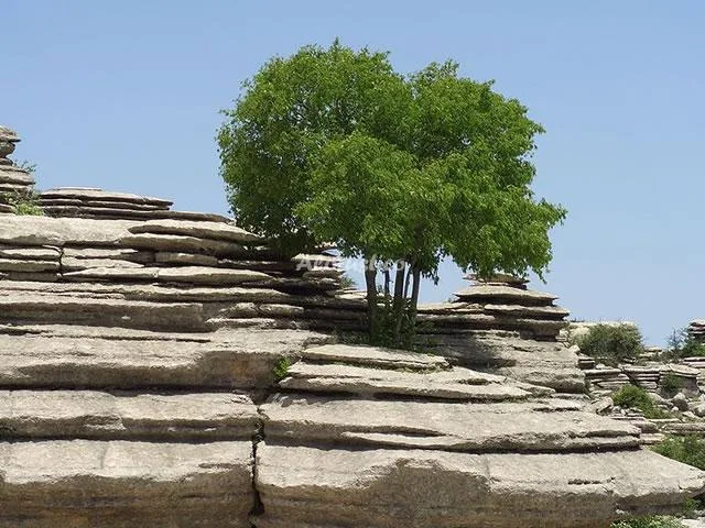 CASA RURAL VEGA ANTEQUERA-EL ROMERAL en ANTEQUERA — miniatura 6