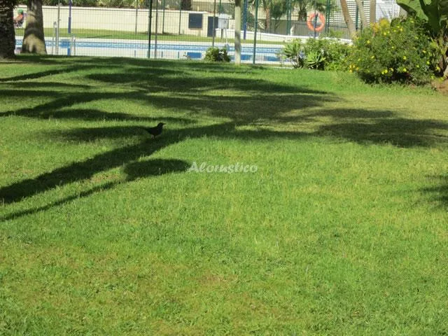 PISO FUENGIROLA CENTRO en FUENGIROLA — foto 2