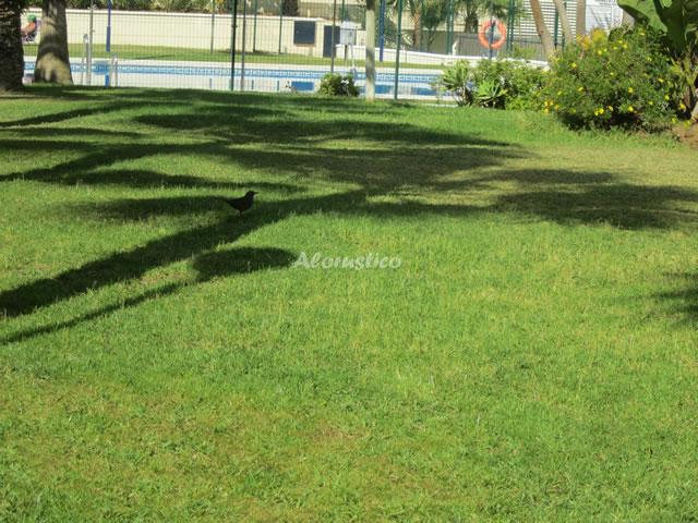 PISO FUENGIROLA CENTRO en FUENGIROLA — foto 2