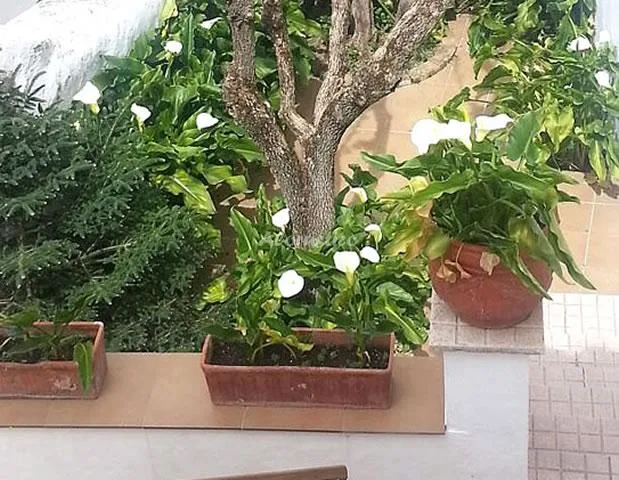 CASA IGNACIO en ARRIATE — miniatura 7