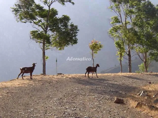 EL PARAISO DE ODILE Y JEEPY en GUARO — miniatura 19