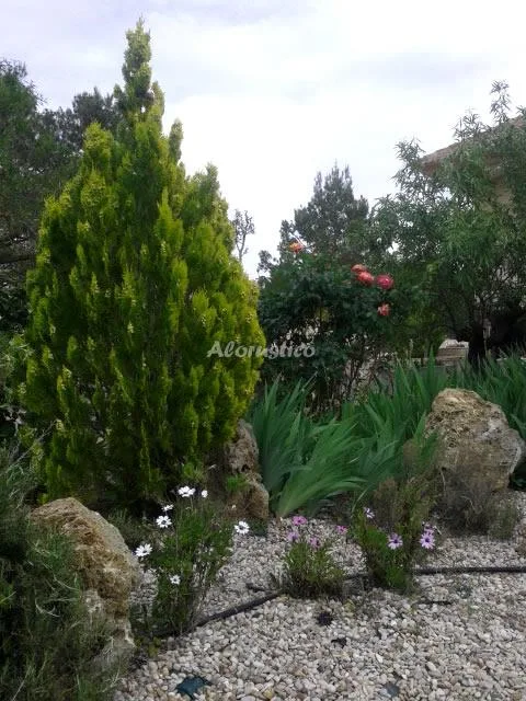 CASA LOZANO Y RUEDA en MORATALLA — miniatura 29