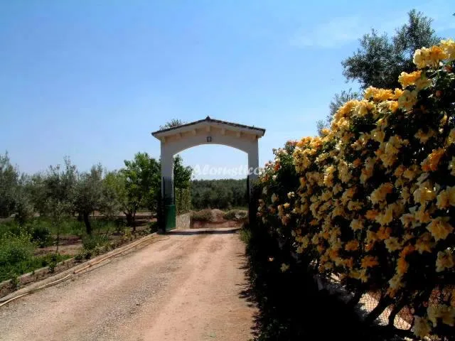 FINCA LA AURORA-LOS OLIVOS en ESTEPA — miniatura 10