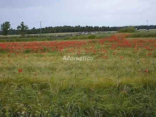 Alojamiento turístico CASA REAL PÓSITO I en AGUILAFUENTE · SEGOVIA